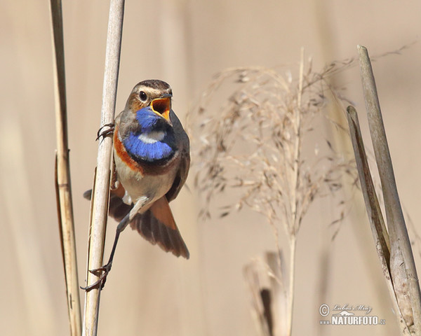 Bluethroat (Luscinia svecica)