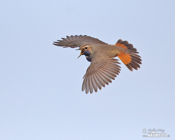 Bluethroat (Luscinia svecica)