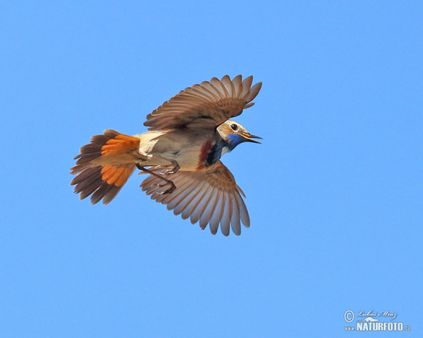 Bluethroat (Luscinia svecica)