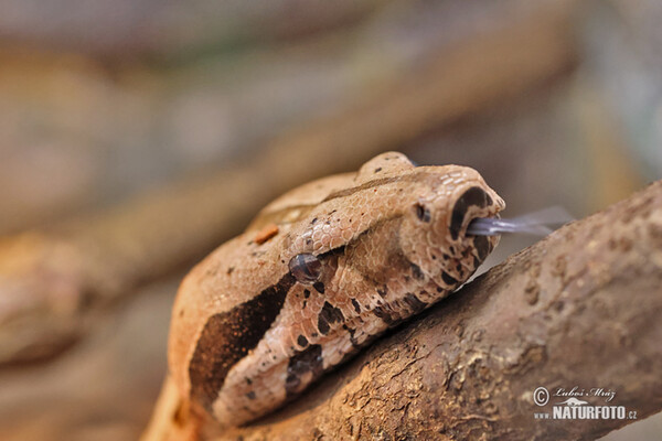 Boa constrictor (Boa constrictor)