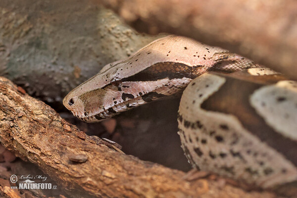 Boa constrictor (Boa constrictor)