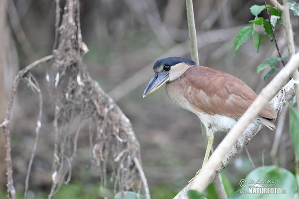 Boat-billed Heron (Cochlearius cochlearius)