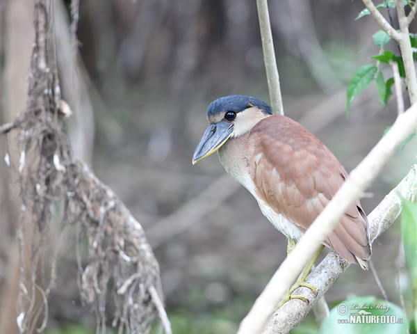 Boat-billed Heron (Cochlearius cochlearius)