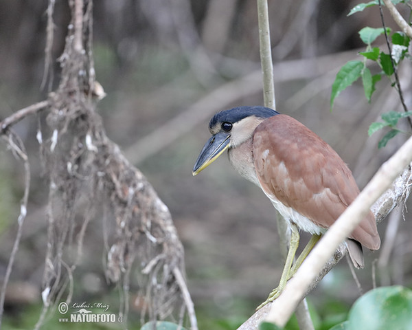 Boat-billed Heron (Cochlearius cochlearius)