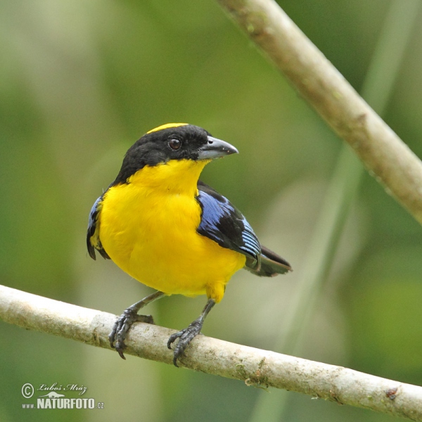 Bolivian Mountain-tanager (Anisognathus flavinucha)