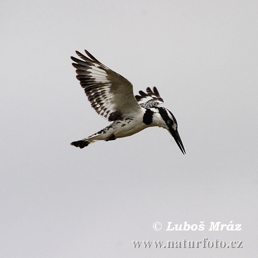 Bonte ijsvogel