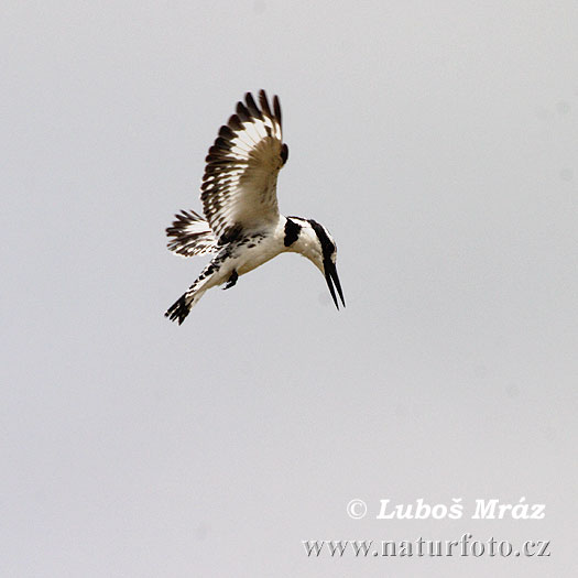 Bonte ijsvogel