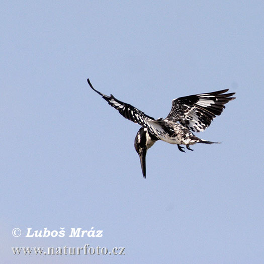 Bonte ijsvogel