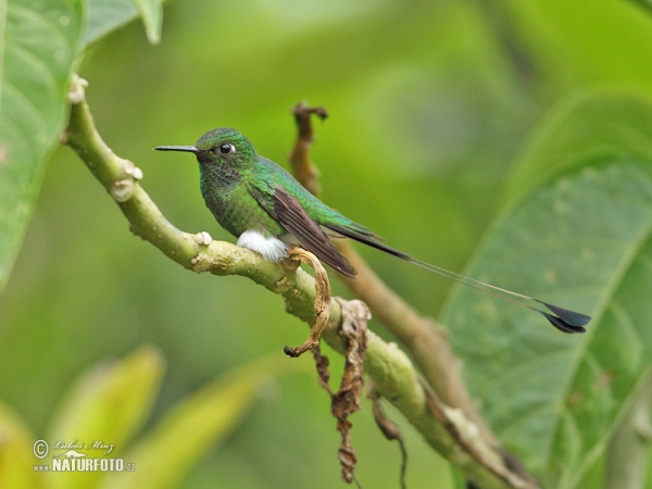 Booted Racket-tail (Ocreatus underwoodii)