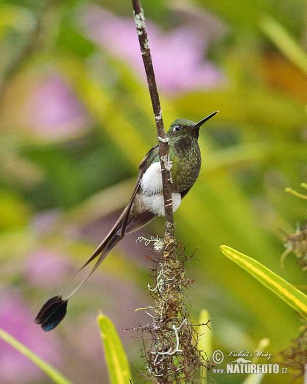 Booted Racket-tail (Ocreatus underwoodii)