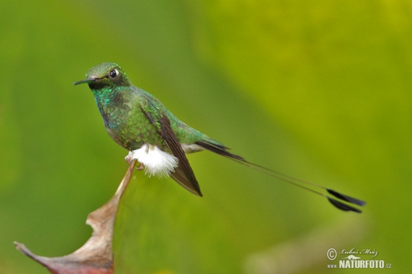 Booted Racket-tail (Ocreatus underwoodii)