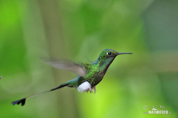 Booted Racket-tail (Ocreatus underwoodii)