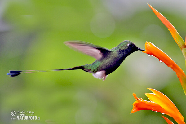 Booted Racket-tail (Ocreatus underwoodii)