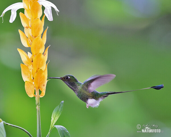 Booted Racket-tail (Ocreatus underwoodii)