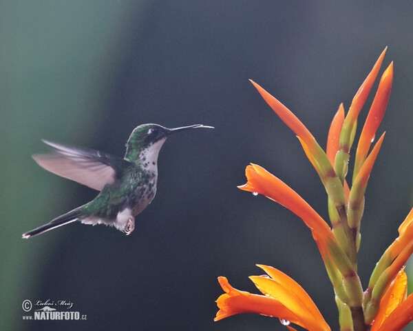 Booted Racket-tail (Ocreatus underwoodii)