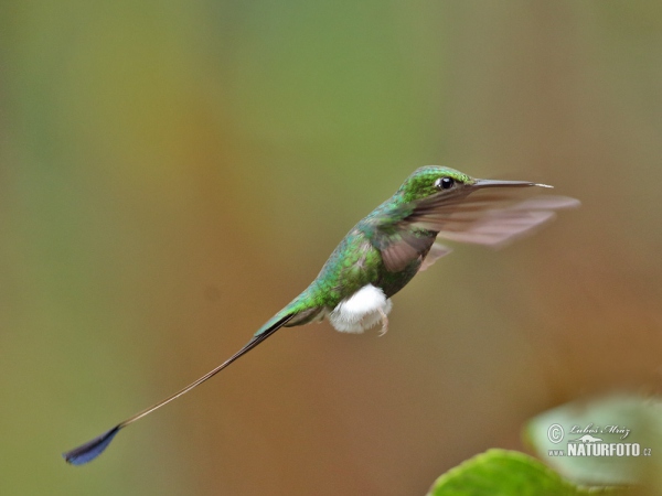 Booted Racket-tail (Ocreatus underwoodii)