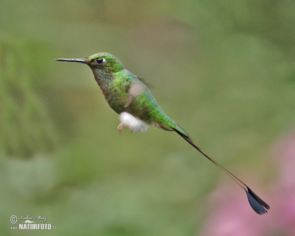 Booted Racket-tail (Ocreatus underwoodii)