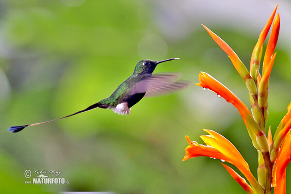 Booted Racket-tail (Ocreatus underwoodii)