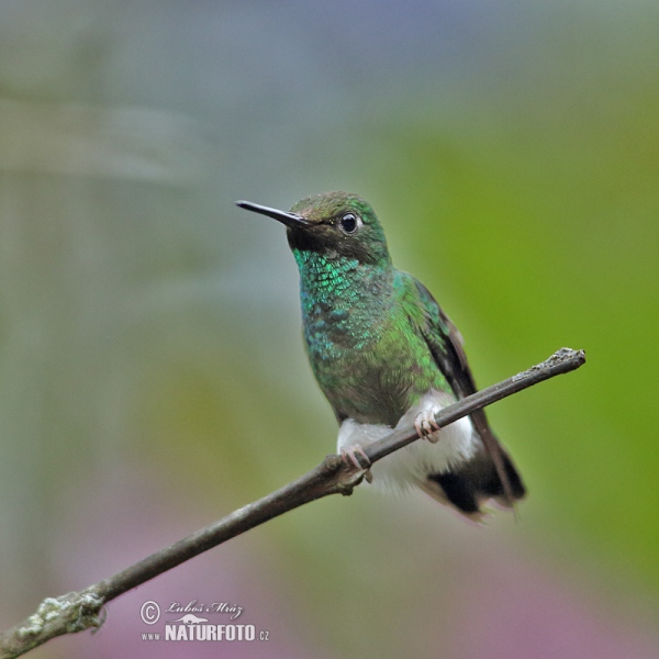 Booted Racket-tail (Ocreatus underwoodii)