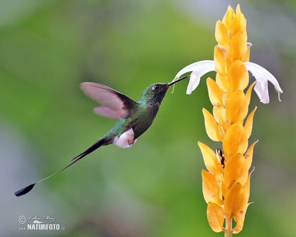 Booted Racket-tail (Ocreatus underwoodii)