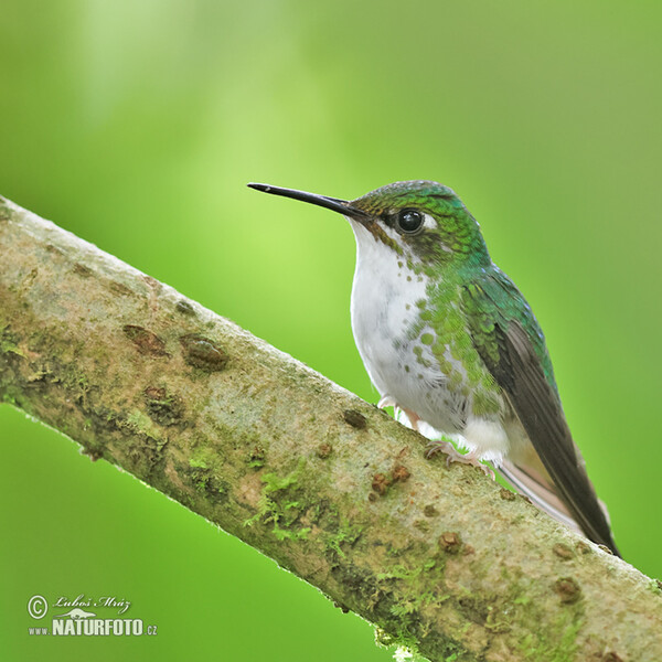 Booted Racket-tail (Ocreatus underwoodii)