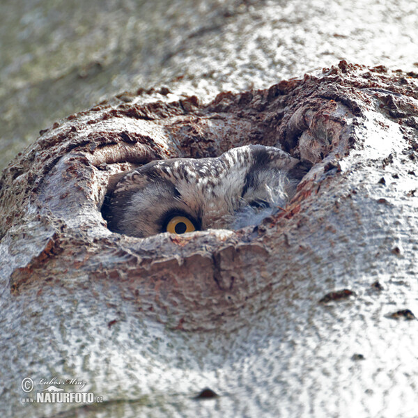 Boreal Owl (Aegolius funereus)