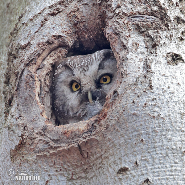 Boreal Owl (Aegolius funereus)