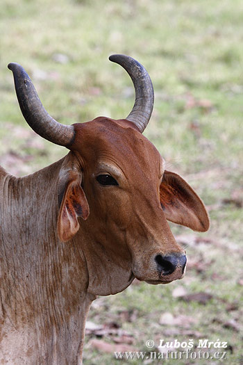 Bos taurus