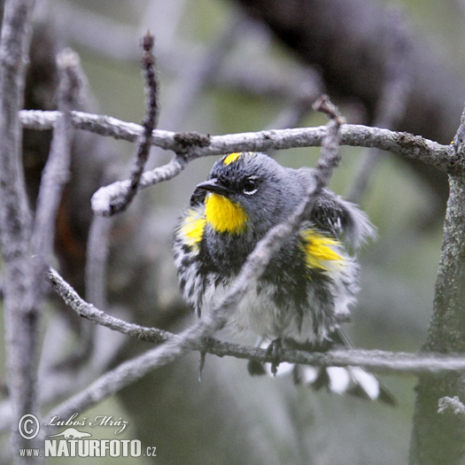 Bosquerola coronada