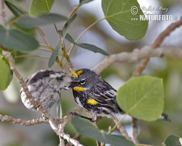 Bosquerola coronada