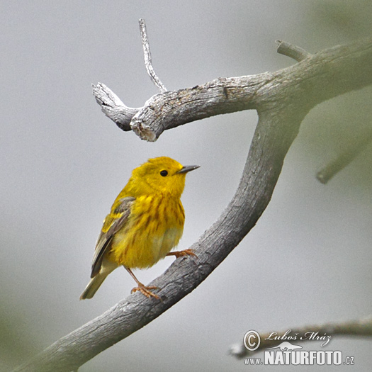 Bosquerola groga