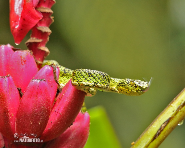 Bothriechis schlegelii