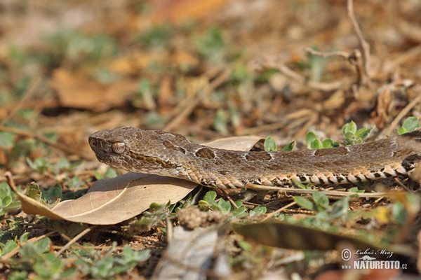 Bothrops neuwiedi mattogrossensis