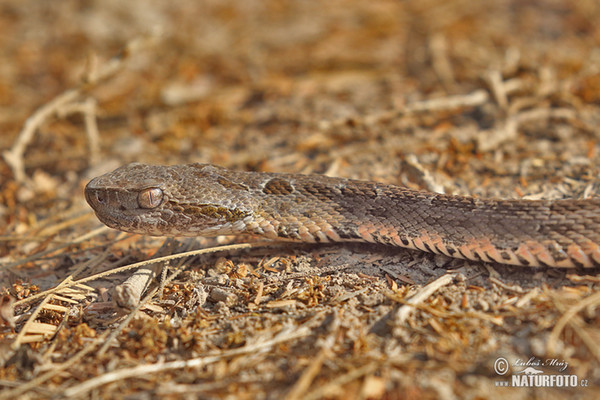 Bothrops neuwiedi mattogrossensis