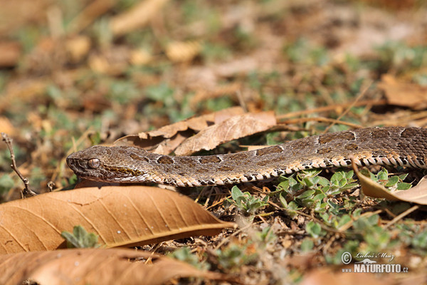 Bothrops neuwiedi mattogrossensis