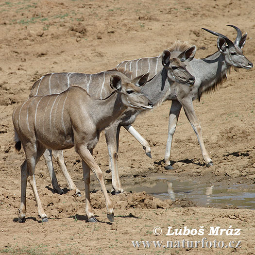 Böyük kudu