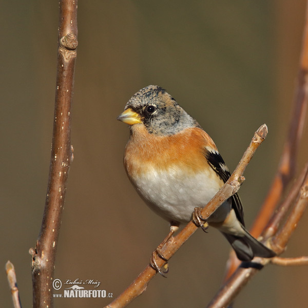 Brambling (Fringilla montifringilla)