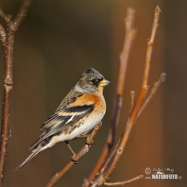 Brambling (Fringilla montifringilla)