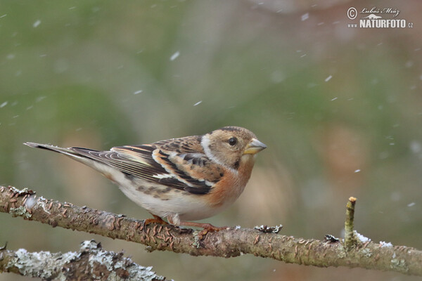 Brambling (Fringilla montifringilla)