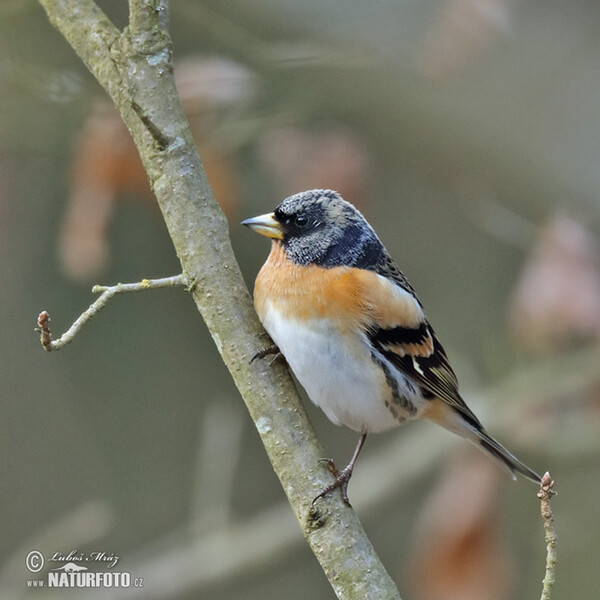 Brambling (Fringilla montifringilla)