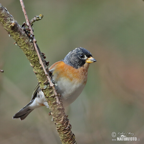 Brambling (Fringilla montifringilla)