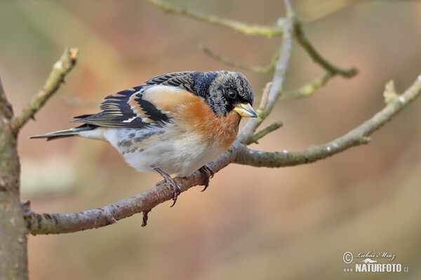 Brambling (Fringilla montifringilla)