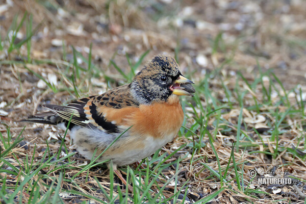 Brambling (Fringilla montifringilla)