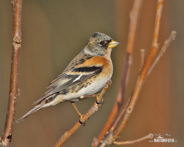 Brambling (Fringilla montifringilla)