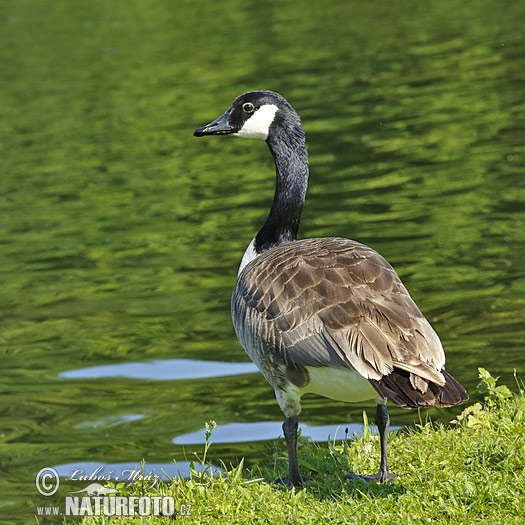 Branta canadensis