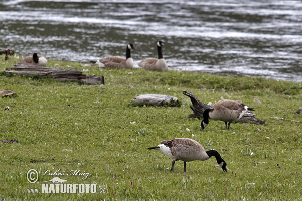 Branta canadensis