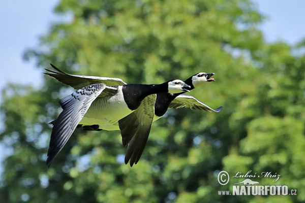 Branta leucopsis