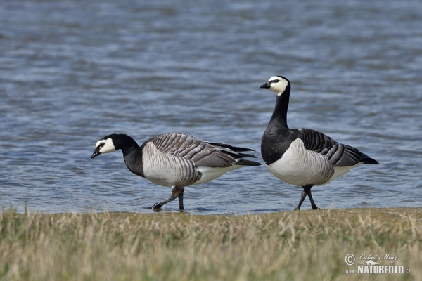 Branta leucopsis