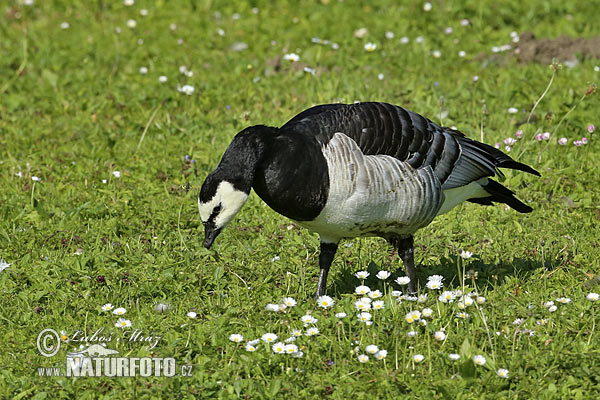 Branta leucopsis