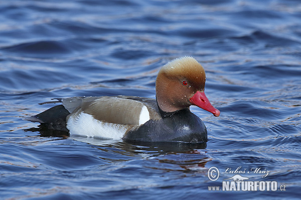 branta roja